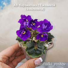 АВ-Корзиночка с Ежевикой              (Фиалковод)