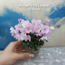 Morgan's Ivy League (C.Eros)