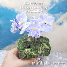 Huckleberry (I.Fredette) 