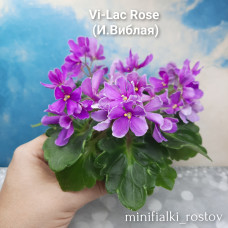 Vi-Lac Rose (И.Виблая)