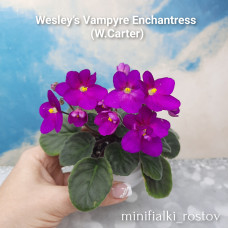 Wesley's Vampyre Enchantress (W.Carter)