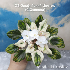 OS-Эльфийский Цветок  (С.Осипова) 