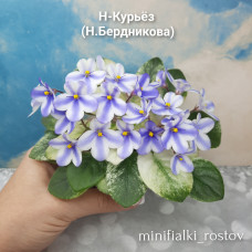 Н-Курьёз (Н.Бердникова)