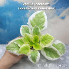 Vanilla Icecream     (китайская селекция)