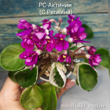 РС-Актинии (С.Репкина)