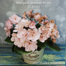 Morgan's Maeves Blush (C.Eros) 