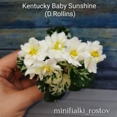 Kentucky Baby Sunshine (D.Rollins)