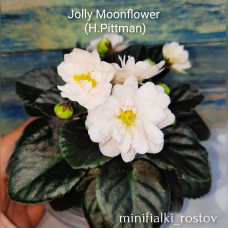 Jolly Moonflower (H.Pittman)