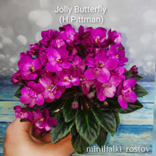 Jolly Butterfly (H.Pittman)