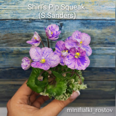 Shirl's Pip Squeak (S.Sanders)