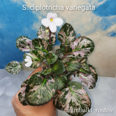 Saintpaulia     Diplotricha         Variegata