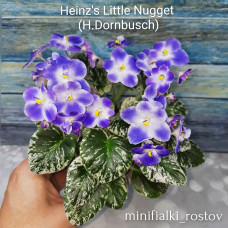 Heinz's Little Nugget (H.Dornbusch)