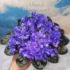 ЛЕ-Ноа (Е.Лебецкая)