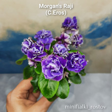 Morgan's Raji (Roji) (C.Eros)