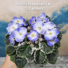 Shirl's Hawaiian Lei (S.Sanders)