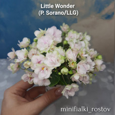 Little Wonder (P.Sorano/LLG) 