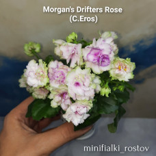 Morgan's Drifter's Rose (C.Eros)