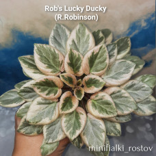 Rob's Lucky Ducky (R.Robinson) 