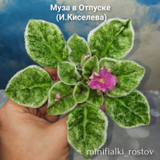 Муза в Отпуске (Ирина Киселёва)