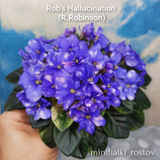 Rob's Hallucination (R.Robinson) 