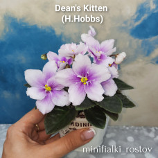 Dean's Kitten (H.Hobbs) 