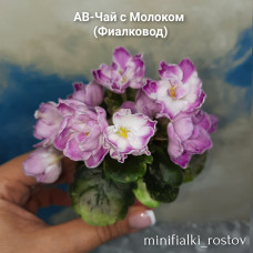 АВ-Чай с Молоком (Фиалковод)