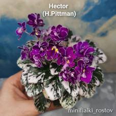 Hector (H.Pittman)