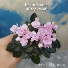 Hodss-Amelie   (Я.Ходченко)