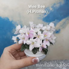 Wee Bee         (H.Pitman) 