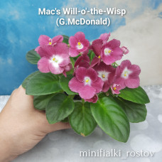 Mac's-Will-O'-the-Wisp (McDonald)