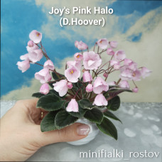 Joy's Pink Halo (D.Hoover)