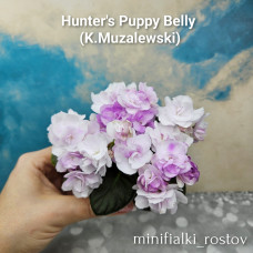 Hunter's Puppy Belly (K.Muzalewski)