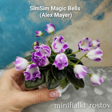 SimSim Magic Bells (Alex Mayer)