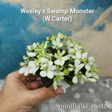 Wesley’s Swamp Monster (W.Carter) 