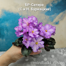 БР-Сатира (С. и Н.Буркацкие)