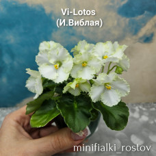 Vi-Lotos (И.Виблая)