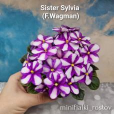 Sister Sylvia        (F.Wagman)