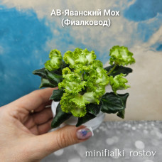 АВ-Яванский Мох (Фиалковод)