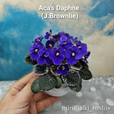 Aca's Daphne (J.Brownlie)