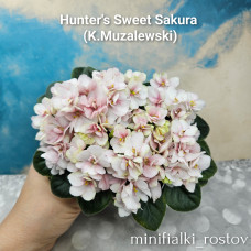 Hunter's Sweet Sakura       (K.Muzalewski)