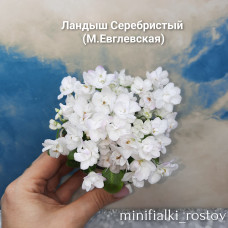 Ландыш Серебристый (М.Евглевская)