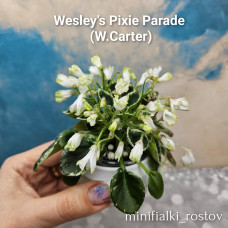 Wesley’s Pixie Parade (W.Carter)