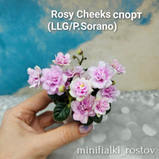 Rosy Cheeks спорт (LLG/P.Sorano)