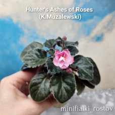 Hunter's Ashes of Roses (K.Muzalewski)