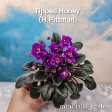 Tipped Honey      (H.Pittman)