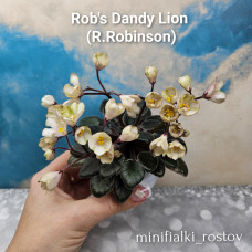 Rob's Dandy Lion (R.Robinson)