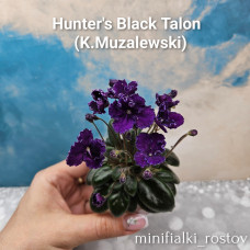 Hunter's Black Talon      (K.Muzalewski)