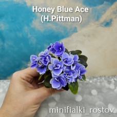 Honey Blue Ace (H.Pittman)