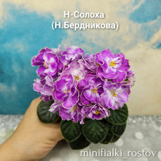 Н-Солоха (Н.Бердникова)