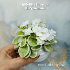 RUD-Бiла Вовчиця (Е.Рудницкий) RUD-Бiла Вовчиця (Е.Рудницкий)